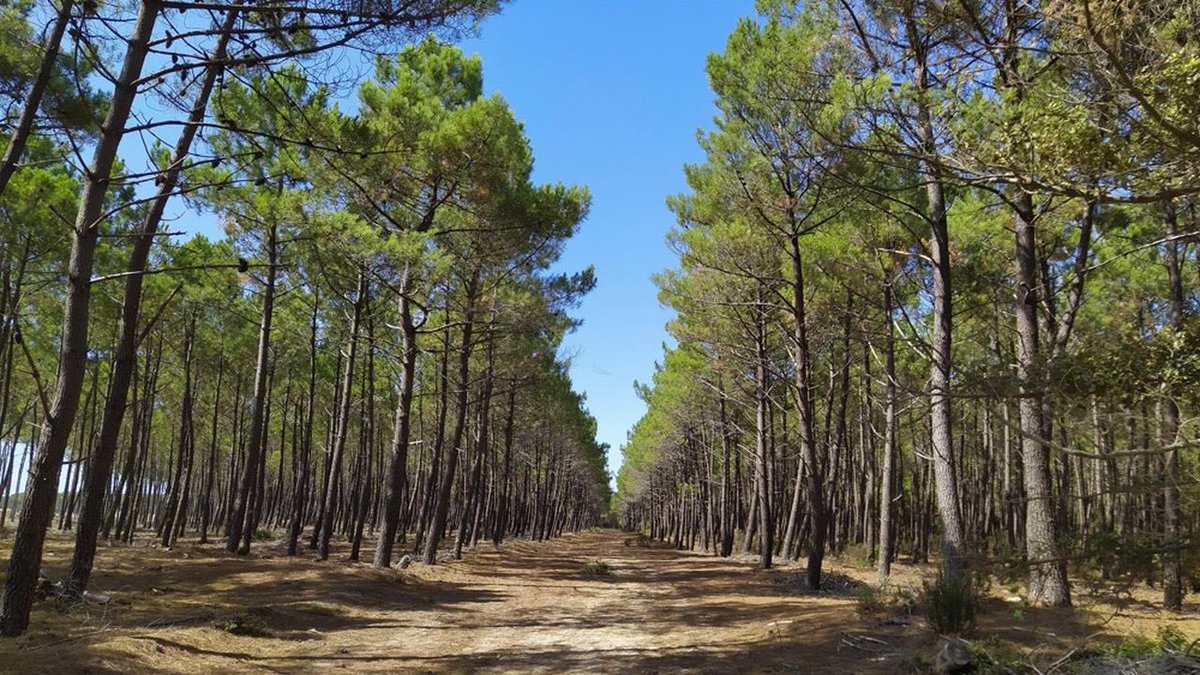 Cobra_FX_'s tweet photo. Pour l’administration 🇫🇷, cette forêt de pin sablonneuse, qui s’est embrasée cet été, est une zone humide.

Grace à ce classement hallucinant, elle a empêché tout aménagement - notamment pour lutter contre la sécheresse - sur 1/3 du pays.

Incroyable article de @TerreTerre13 ⬇️ https://t.co/zgZY3g6BIr