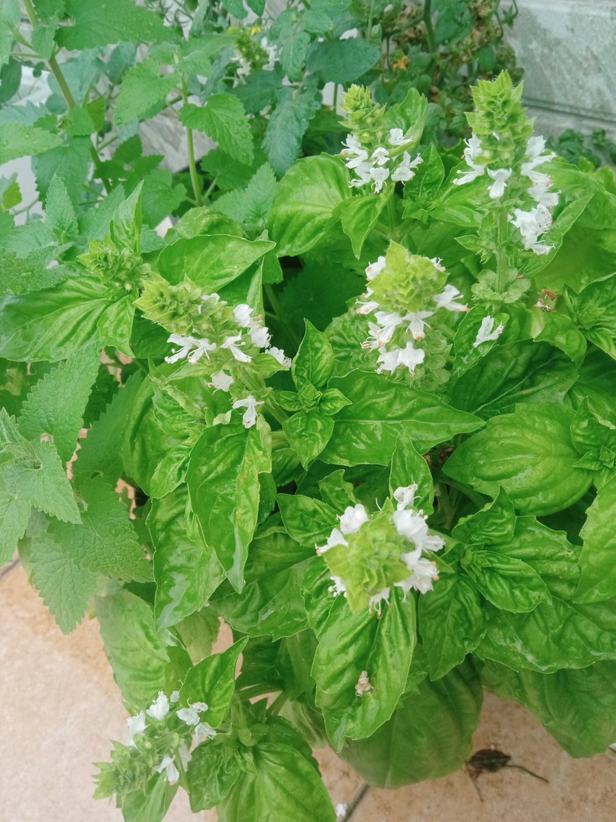 zyken22's tweet photo. [My first balcony herb garden is thriving  – small space, big joy! Turns 2024’s tiny move into something green and alive ]， https://t.co/pAFVwaFqUj
