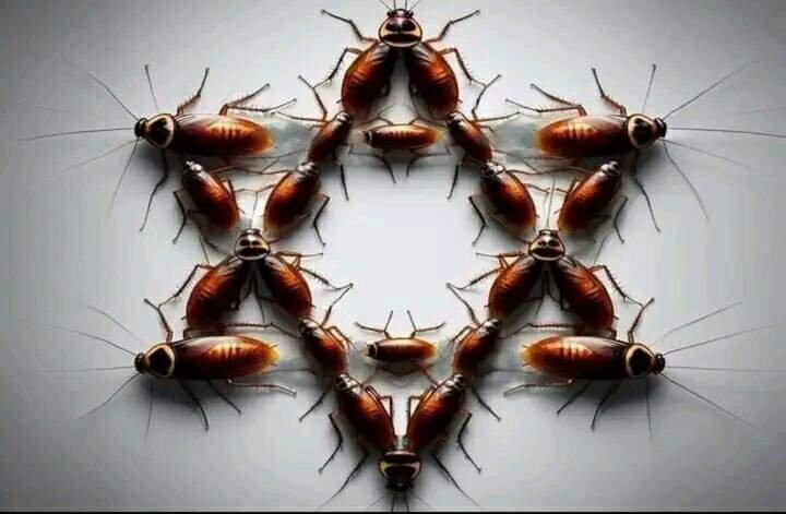 ChauffeurTram's tweet photo. @rabbigert @ShaykhSulaiman colony of cockroaches must will be wiped out, may God give us all a long and healthy life so we can see  happen. 😊 https://t.co/lB2YsdPuhk