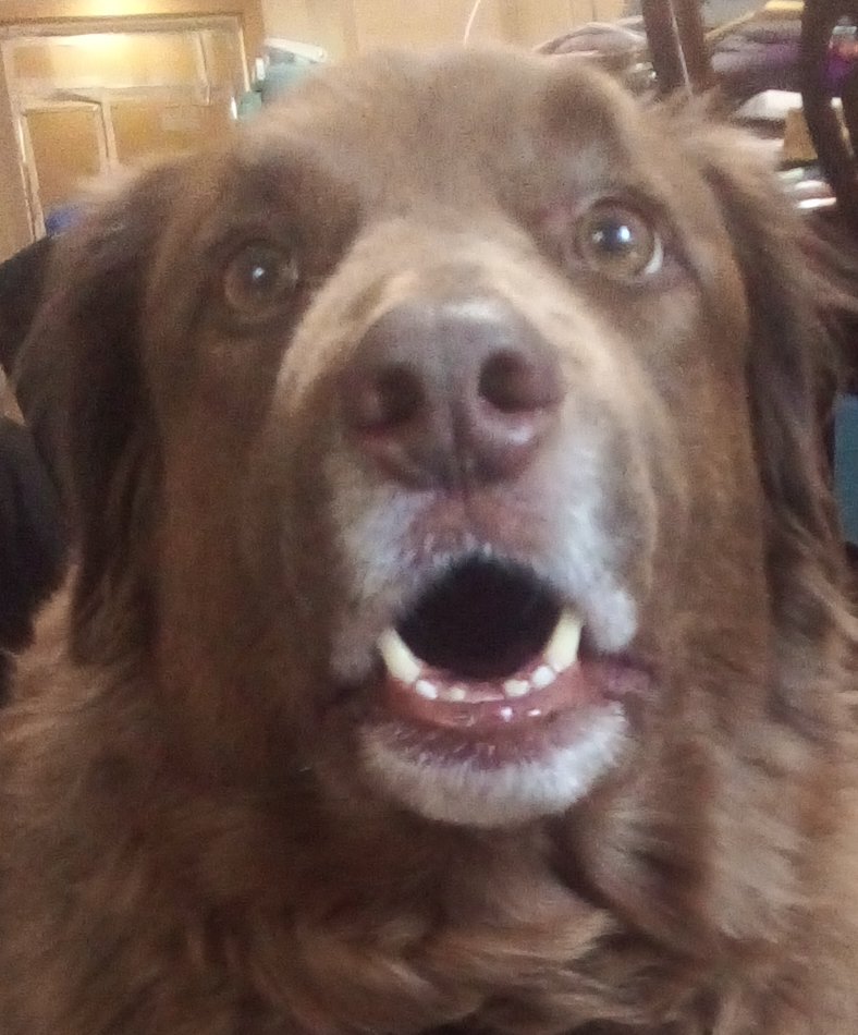 TheCladAnimal's tweet photo. Turned my dog into a reaction image lmao https://t.co/65qkaqGaQy