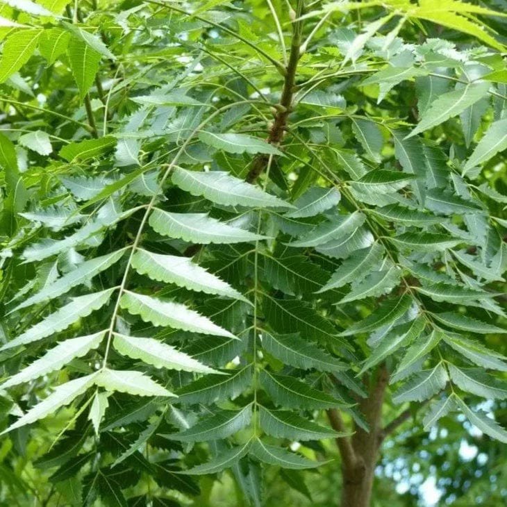 Herbal_Root's tweet photo. NEEM LEAF (PLANT) FOR ORAL HEALTH.

-Lowers Bacteria on teeth
-Eliminates mouth odor
-Stops gum bleeding and swelling

How to USE
Use as chewing stick or toothbrush, first thing every morning and last thing before bedtime.

#herbal #NatureHeals https://t.co/RhHIouvXDc