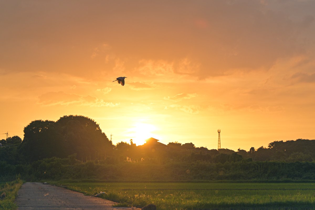 tamananto1's tweet photo. 夕焼けの家路。

シラサギは、玉名市の「市の鳥」。

玉名に伝わる「疋野長者」伝説。
1300年の歴史があるという玉名温泉は、傷を負ったシラサギが湯につかったあと元気に飛び立つのを目撃した疋野長者が発見したという。

熊本県玉名市岱明町三崎
2026/07/12

#夕暮れ #夕焼け #田んぼ #熊本 #玉名市 https://t.co/qd6FzahO6P