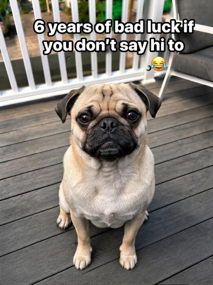 petpopular's tweet photo. https://t.co/EMjV3w1B9U
