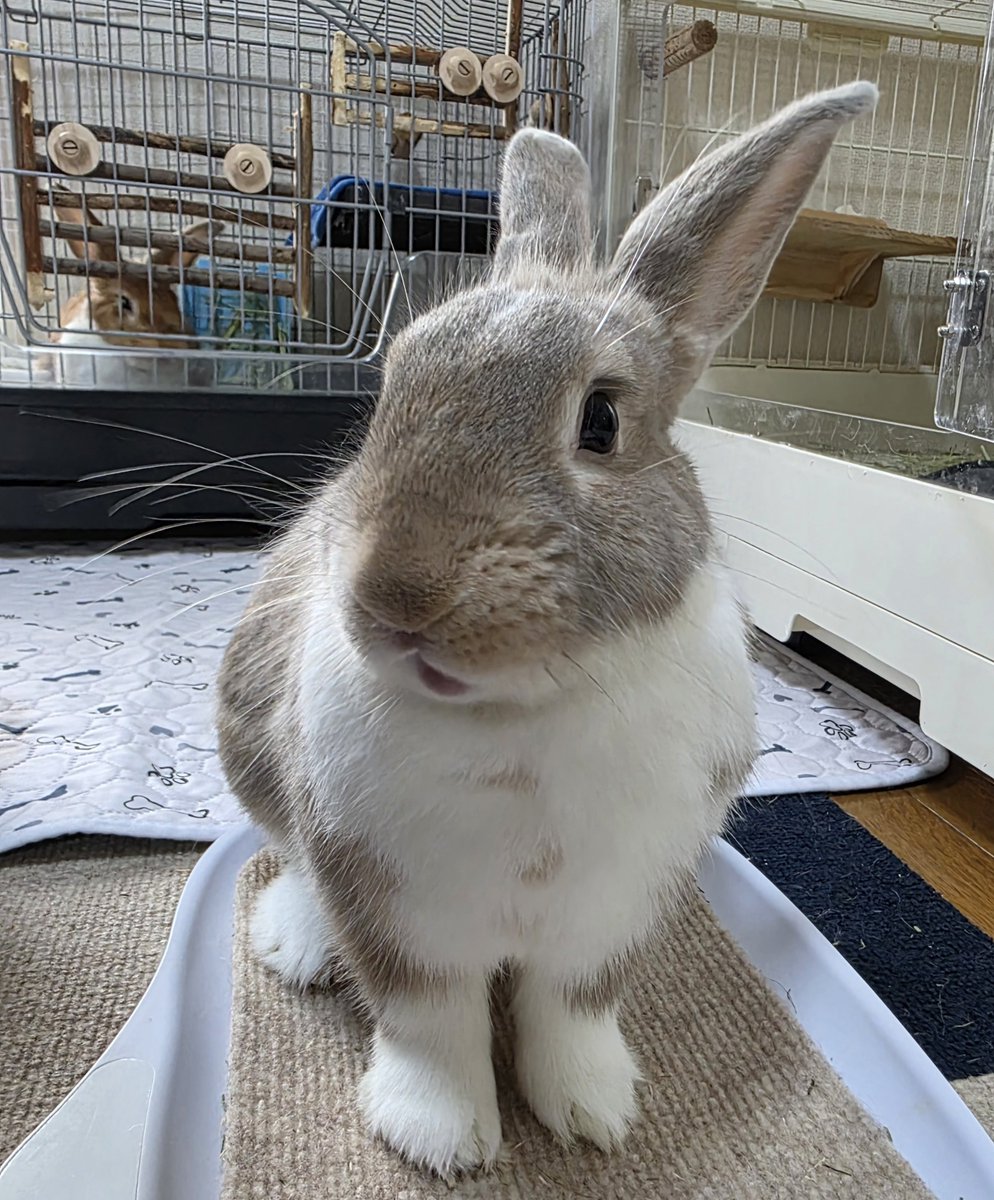 こんにちは☔🐰🐰🐰🐰 #うさぎ