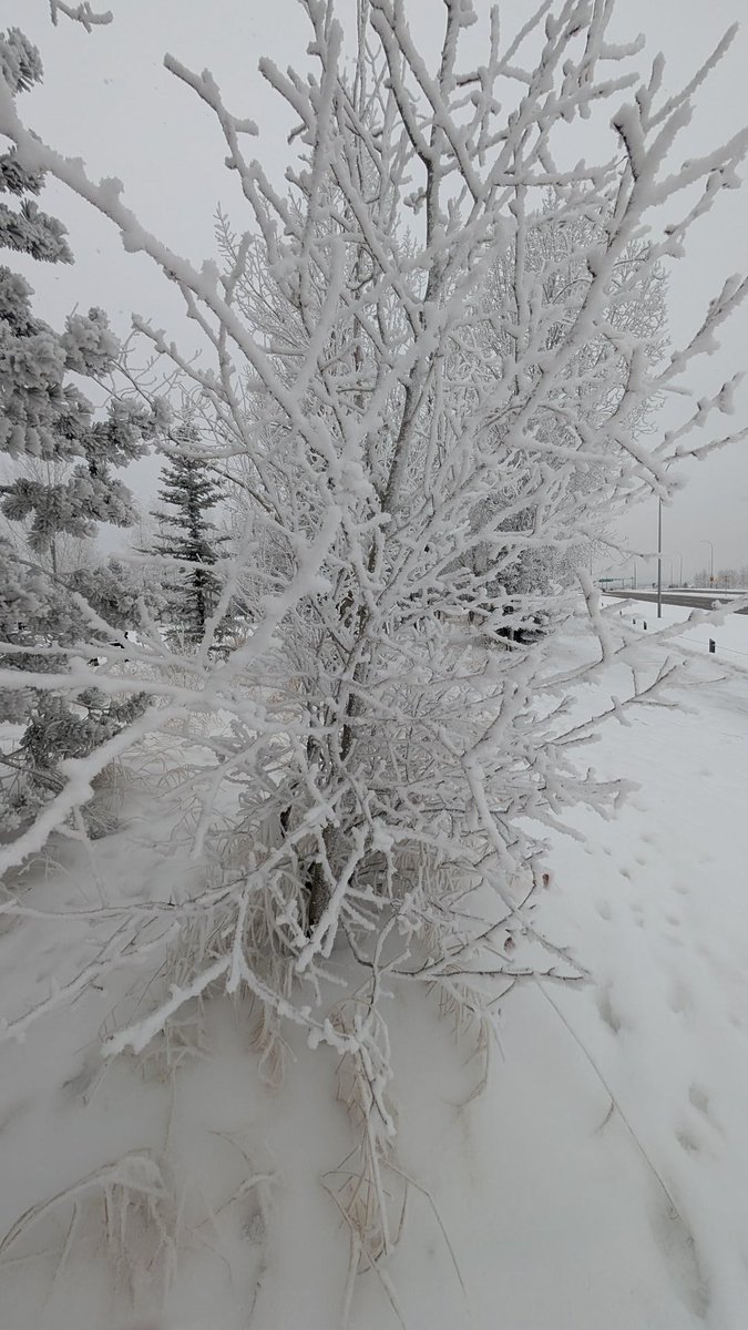 Saltiimin's tweet photo. Here is what hoarfrost usually looks like for those who are special. It has a variety of ways it can form, from more spiky-looking to a more round/soft look. https://t.co/6KpwjIazvZ