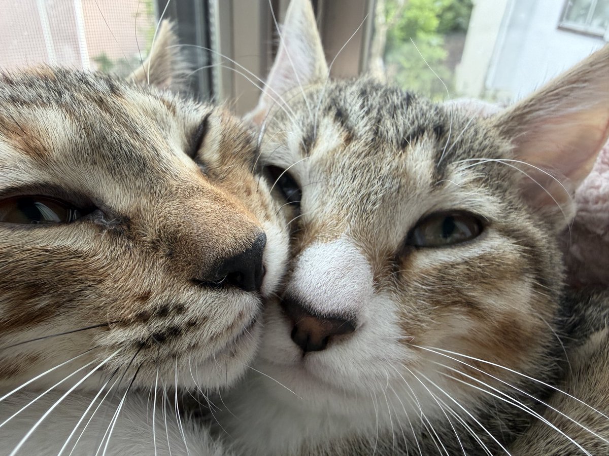 tartekatze's tweet photo. むぎゅむぎゅ何をしてるんだか🤣 https://t.co/0uWdVZYXUg