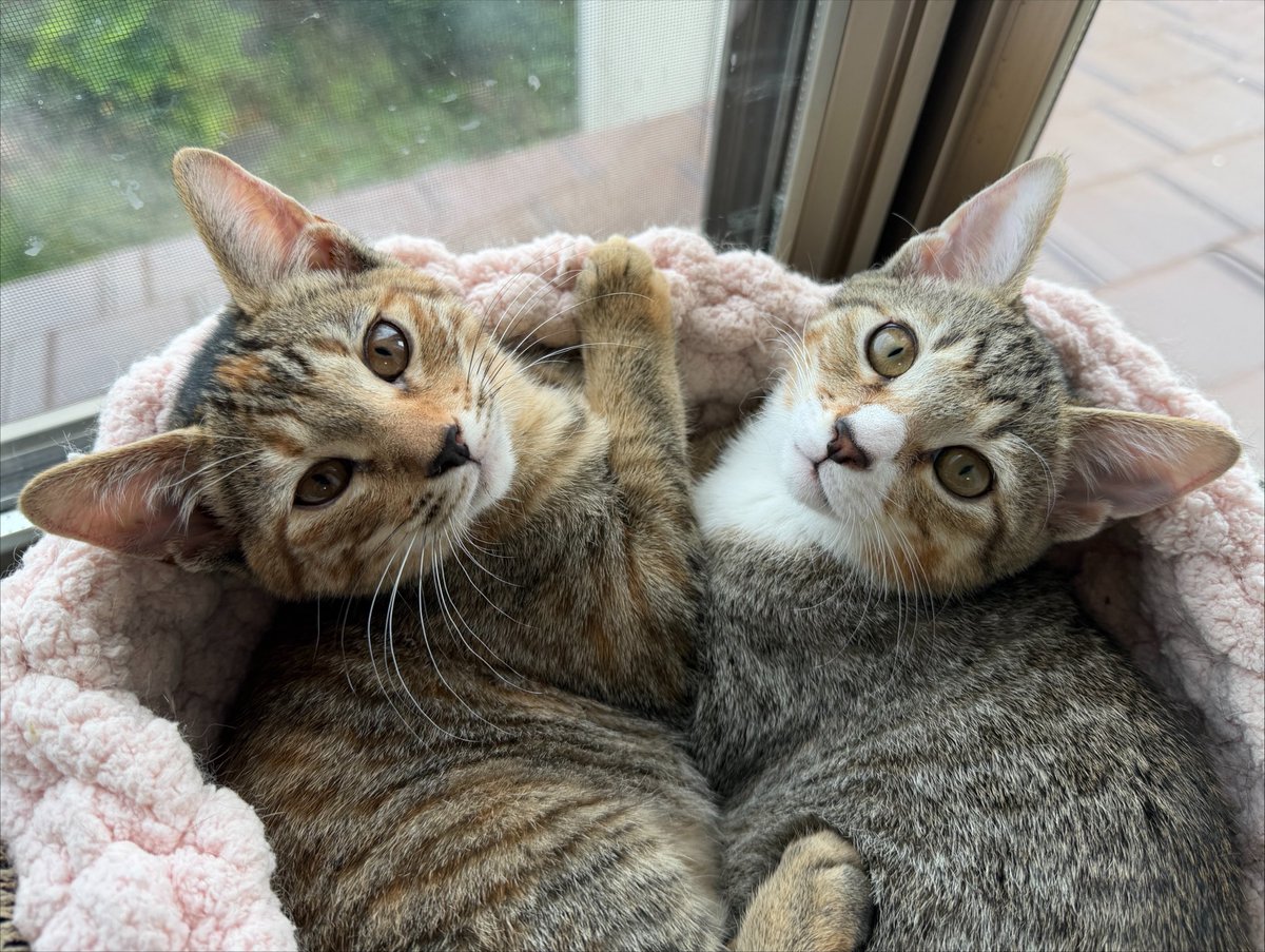 tartekatze's tweet photo. むぎゅむぎゅ何をしてるんだか🤣 https://t.co/0uWdVZYXUg