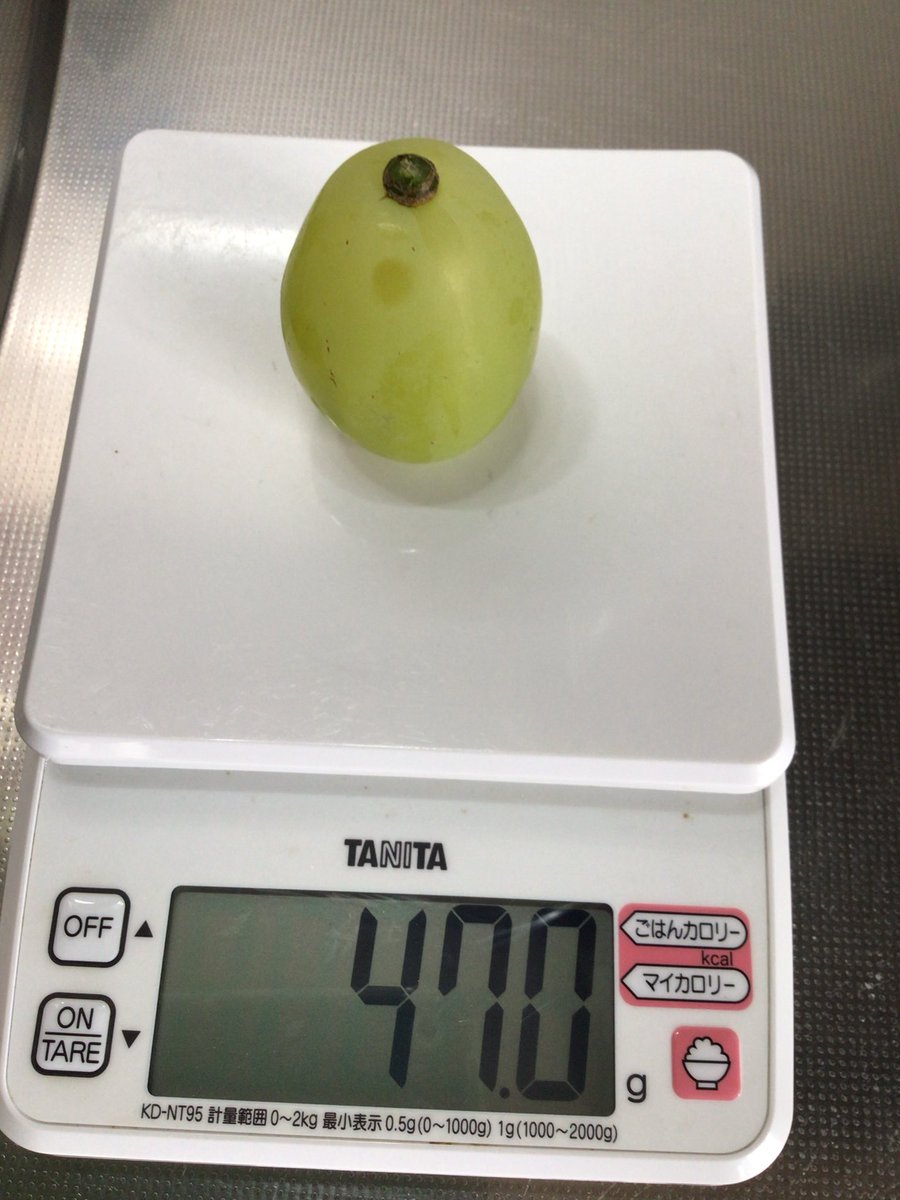unknown_8008's tweet photo. 今年はバカでかい雄宝ができた！
卵と同じサイズ！
エッグー！！
#雄宝
#ぶどう https://t.co/HXL0N62PGm