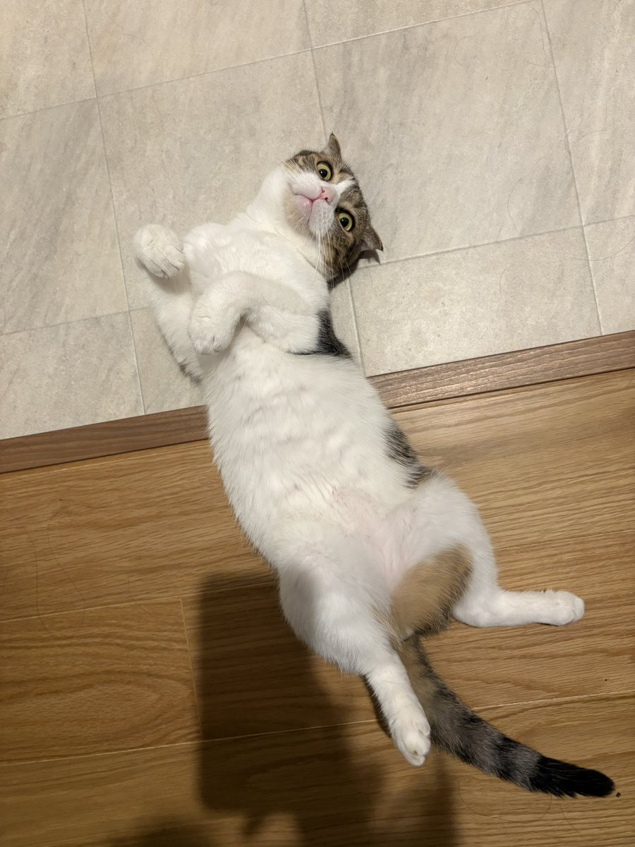 cm03xx's tweet photo. 君たち本当かわいいね😹😹

もうこんな時間ですか😹😹
寝れない😹😹ﾂﾗ https://t.co/lXVYUjEl6f
