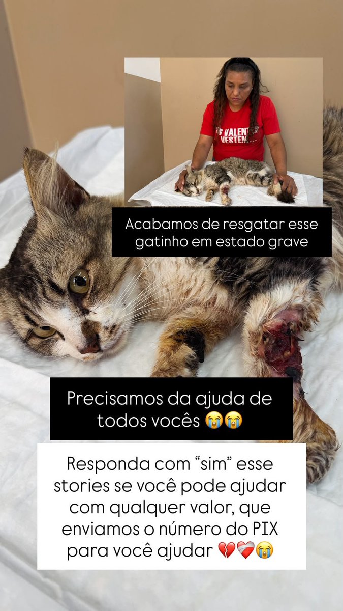 biacaroline_ong's tweet photo. 🚨RESGATE GRAVE🚨
Esse gatinho esta precisando de ajuda para seu tratamento, posso contar com você??Ajudem pelo pix 24285635000140(CNPJ) me mandem o comprovante no whats (14)996263453 https://t.co/sUa4DVtg6y