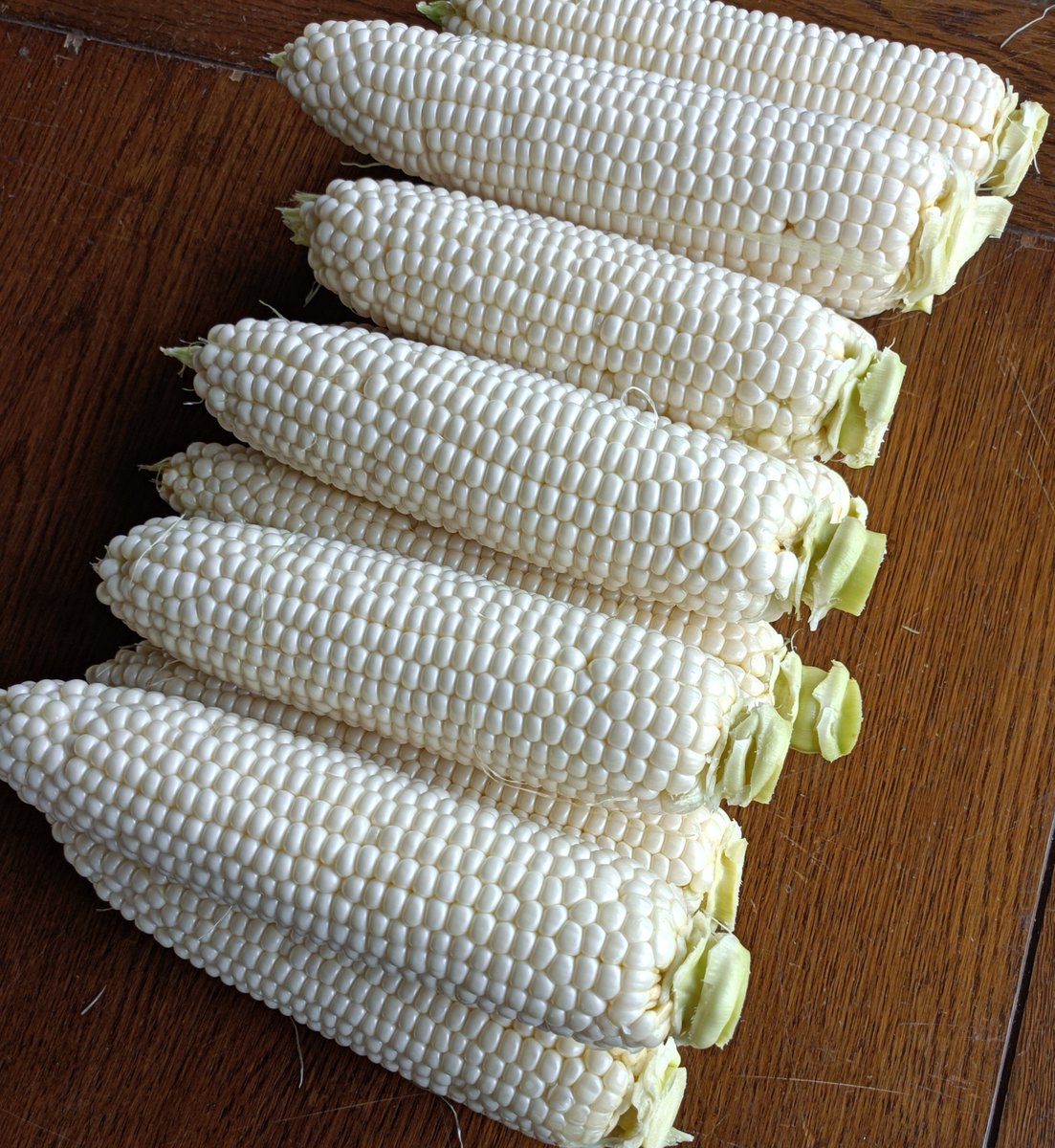 mokuto1513's tweet photo. まあまあうまくいきました🌽🌽🌽 https://t.co/irG4kFi3pb