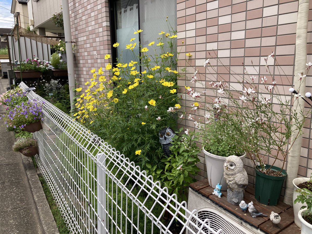 Reo_Rara's tweet photo. これから台風🌀が直撃するみたいなので、
キバナコスモスの花弁が落ちる前にパチリ https://t.co/29PCe9105h