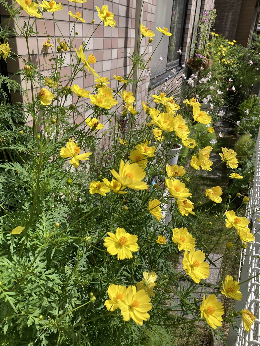 Reo_Rara's tweet photo. これから台風🌀が直撃するみたいなので、
キバナコスモスの花弁が落ちる前にパチリ https://t.co/29PCe9105h