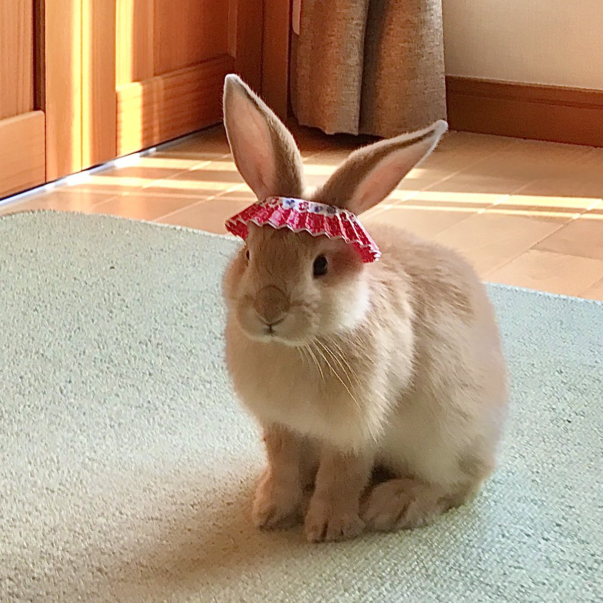 goen0414's tweet photo. ロップイヤーのミミちゃんは仔ウサギだった頃、なぜか右耳だけが立っていた。そこで弁当のおかずカップの底をくり抜いて被せてみたら左耳も立ったんだ。
立った！クララが立った！爽快なアルプスの風。
何故おかずカップなんて被せたのか。今となっては知る由もない。ただアルプスの風に吹かれよう。 https://t.co/tM1G4YFY4e
