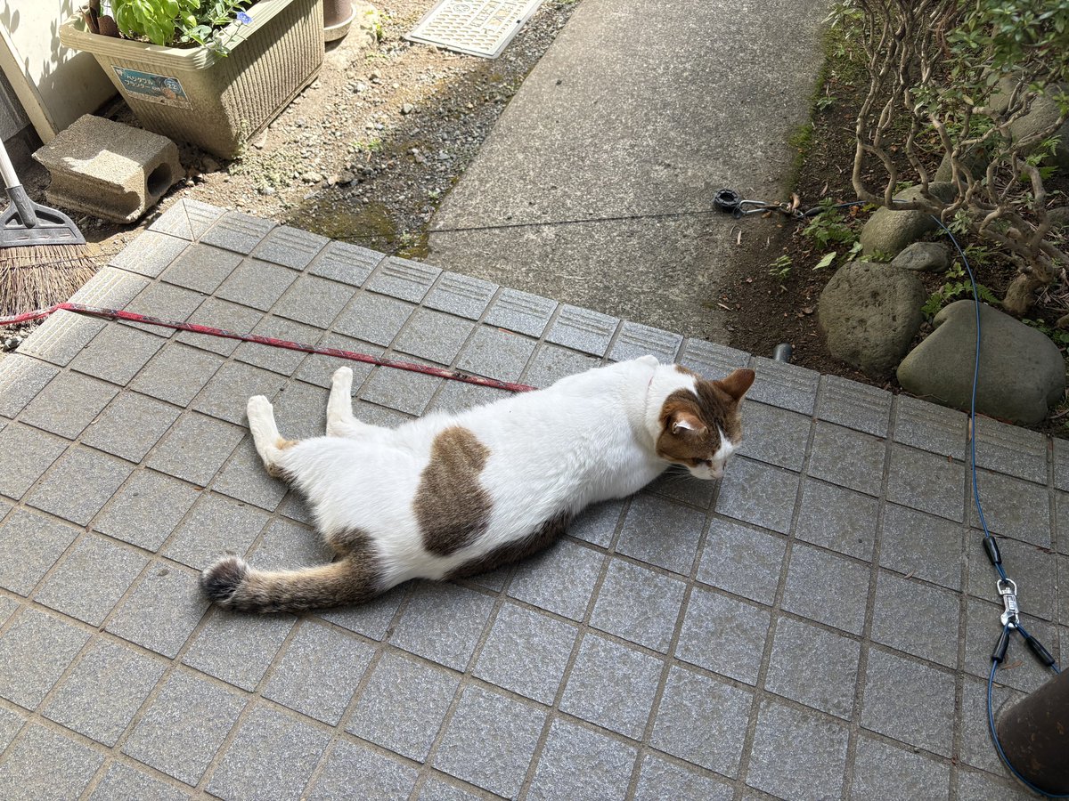 Gueorgui_USSR's tweet photo. 兄に向かってなんだその態度と肉球は https://t.co/oNH8W2gPrj