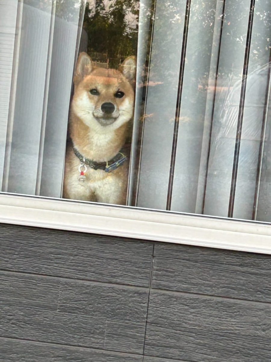 DerenGunawan's tweet photo. お隣の家の犬は、毎日窓の外から何を見ているんだろう？子犬にも悲しいことがあるのかな！
#仕事  #ペット #秋田犬 https://t.co/3vTuln5YqU