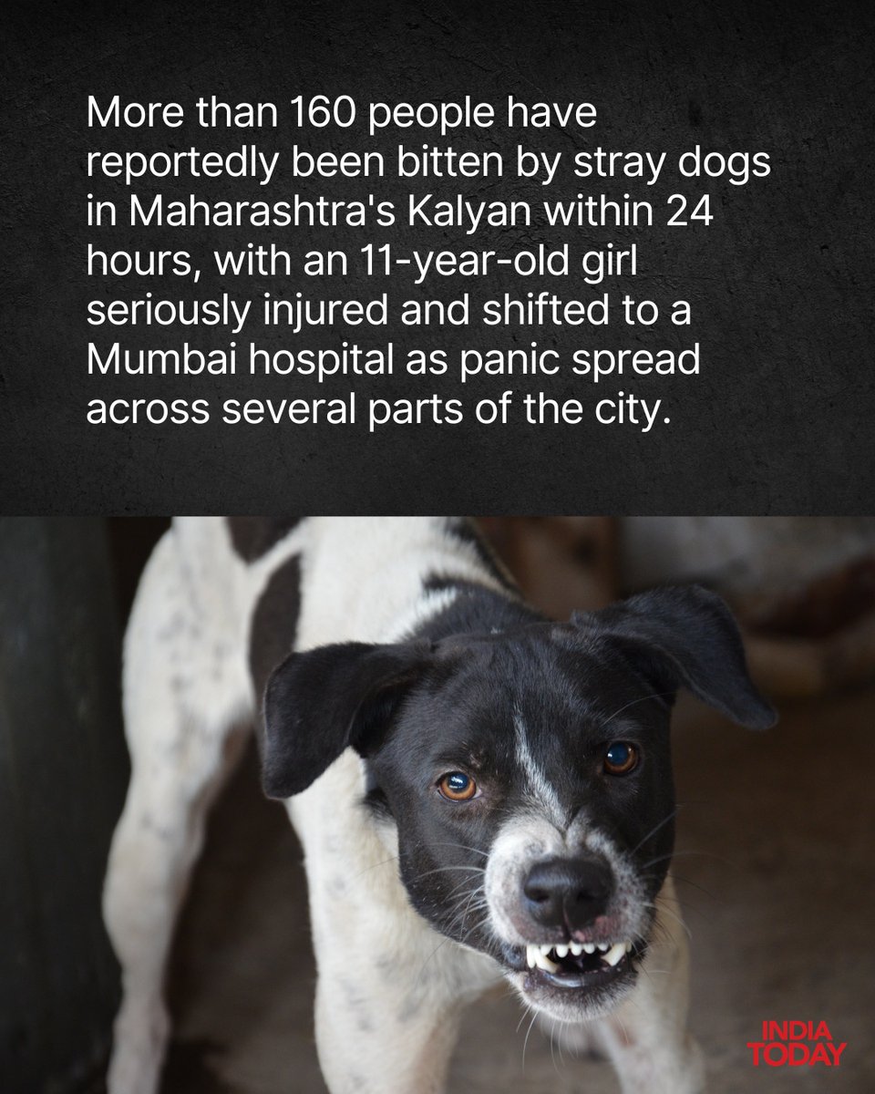 IndiaToday's tweet photo. More than 160 people were reportedly bitten by stray dogs in Maharashtra’s Kalyan between Sunday afternoon and Monday, triggering panic across several parts of the city.

An 11-year-old girl was seriously injured in one of the attacks and was shifted to a hospital in Mumbai for treatment.

Pedestrians, two-wheeler riders and local residents were among those reportedly attacked. The area around Sandeep Hotel on Birla College Road in Khadakpada, Kalyan West, was reportedly the worst affected, with one stray dog allegedly attacking more than 60 people.

Read More: https://t.co/Z1wWXUzAzf

#Kalyan #StrayDogs #DogAttack #Maharashtra #KalyanWest #StrayDogMenace #DogBites