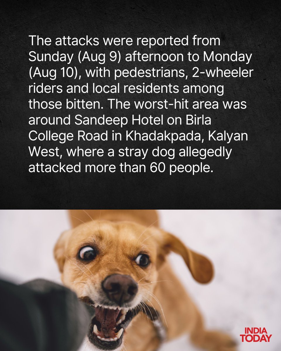 IndiaToday's tweet photo. More than 160 people were reportedly bitten by stray dogs in Maharashtra’s Kalyan between Sunday afternoon and Monday, triggering panic across several parts of the city.

An 11-year-old girl was seriously injured in one of the attacks and was shifted to a hospital in Mumbai for treatment.

Pedestrians, two-wheeler riders and local residents were among those reportedly attacked. The area around Sandeep Hotel on Birla College Road in Khadakpada, Kalyan West, was reportedly the worst affected, with one stray dog allegedly attacking more than 60 people.

Read More: https://t.co/Z1wWXUzAzf

#Kalyan #StrayDogs #DogAttack #Maharashtra #KalyanWest #StrayDogMenace #DogBites
