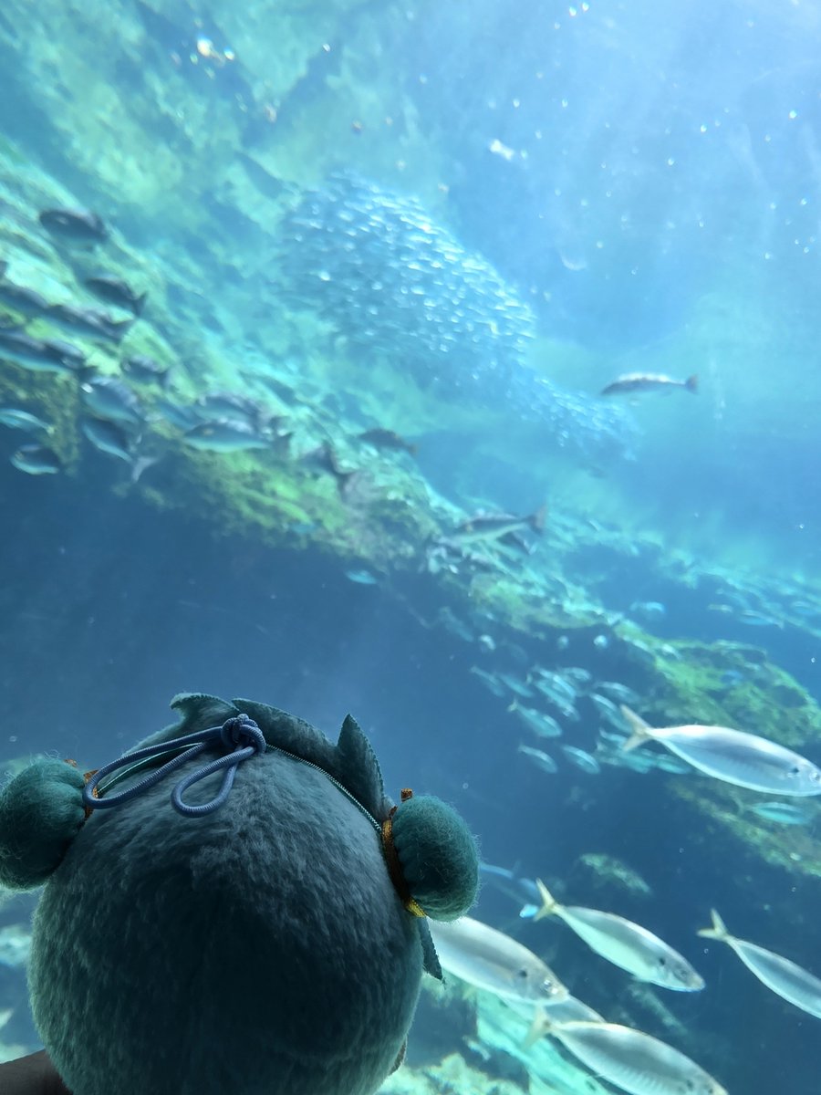 ___schwarz's tweet photo. 🐬｢すいぞくかんにきました✨｣
#twstぬい撮り部 https://t.co/EPnXlLd3HR