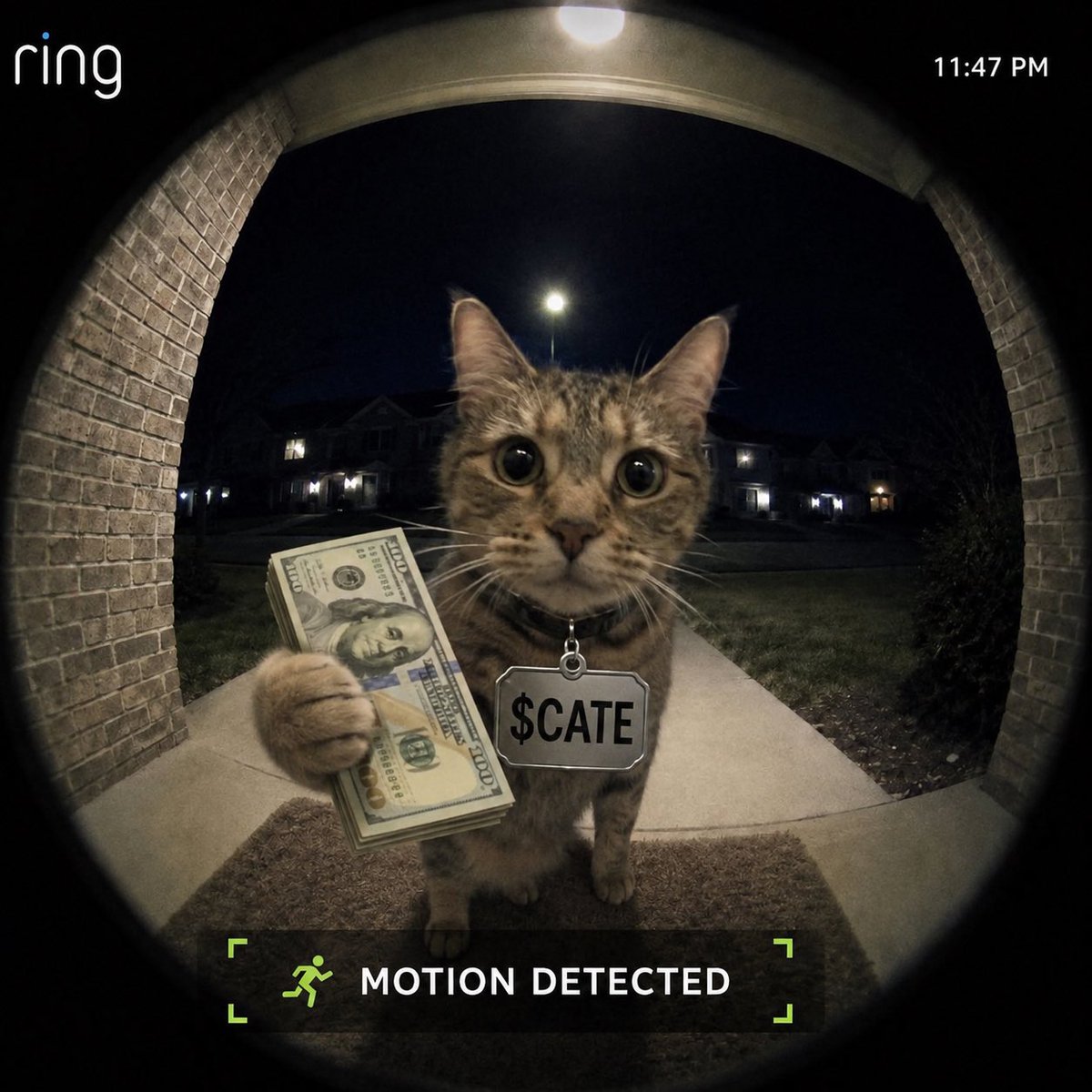 nocope4L's tweet photo. @blknoiz06 Something like that, welcome to $cate 🤙🤙 https://t.co/pvGbScWigJ
