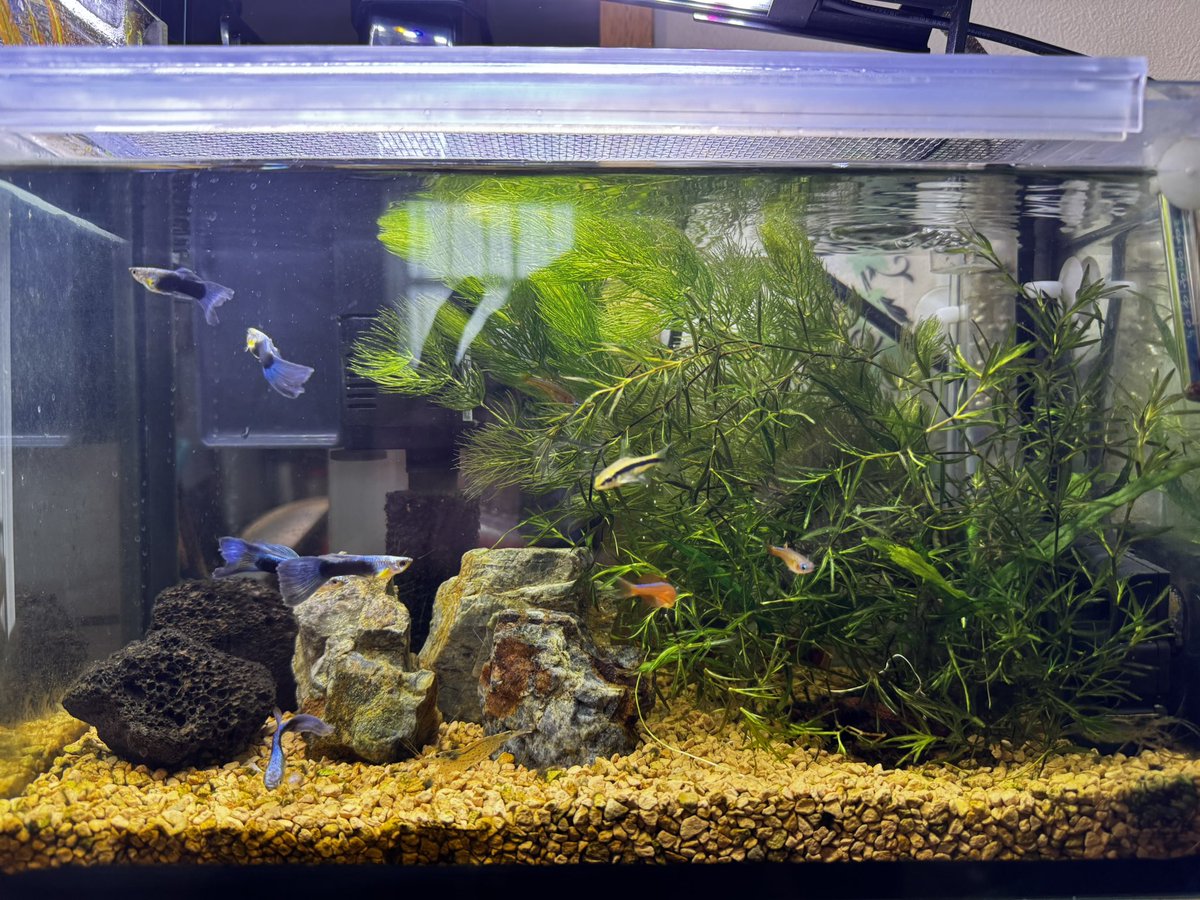 linergtsx's tweet photo. サブ水槽のトリミング完了✅
ミクロソリウムがナヤスに覆われて更にマツモを後景にしてます。グリーン系レイアウトなんですね〜（誰がなんと言おうと水景）
#アクアリウム https://t.co/en9k7NdU70