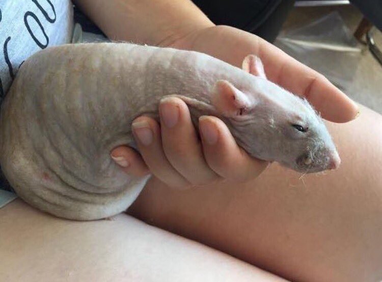 nepofledglings's tweet photo. DM sexting except its armand’s tasteful nudes vs daniel’s naked mole rat dickpics with a smirk emoji https://t.co/MWuanE9r1y