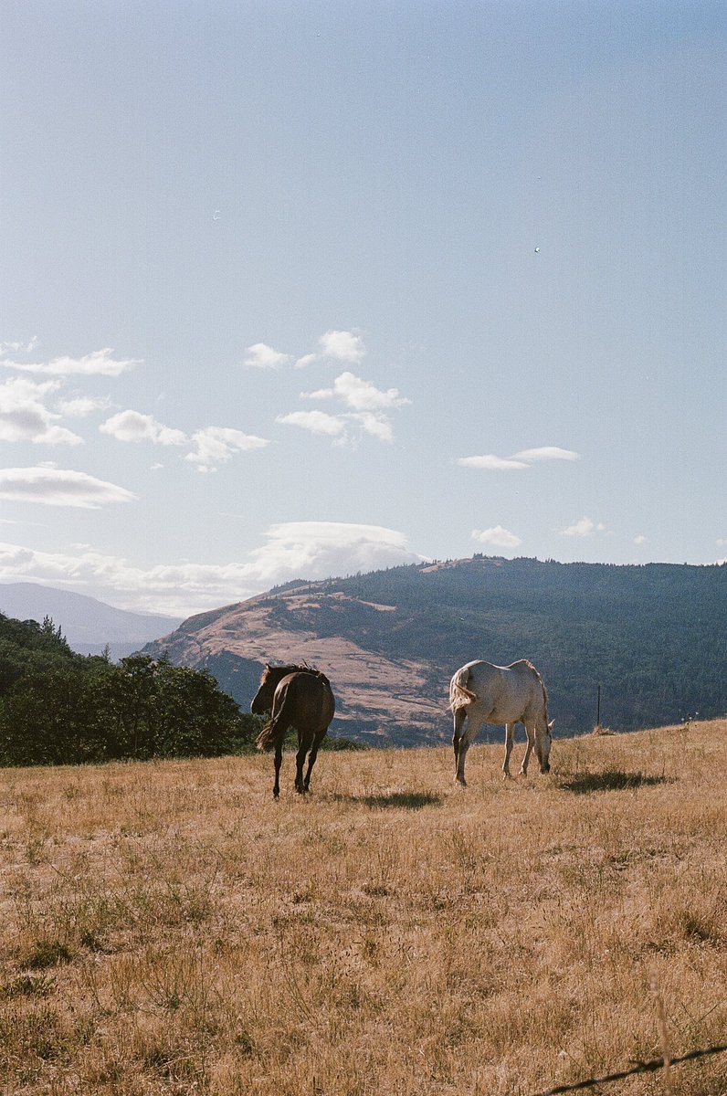 reallytinyswan's tweet photo. Apparently you can “pspsps” your way into petting a horse https://t.co/RurSe08Tqi