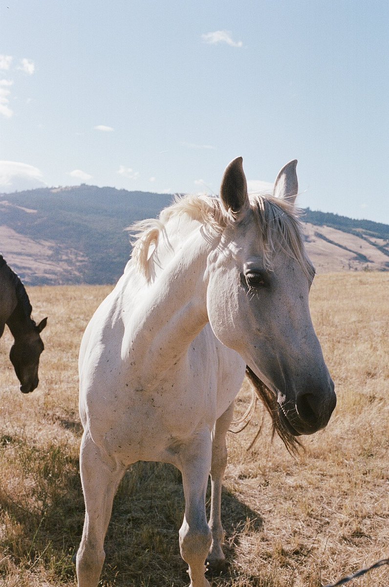 reallytinyswan's tweet photo. Apparently you can “pspsps” your way into petting a horse https://t.co/RurSe08Tqi