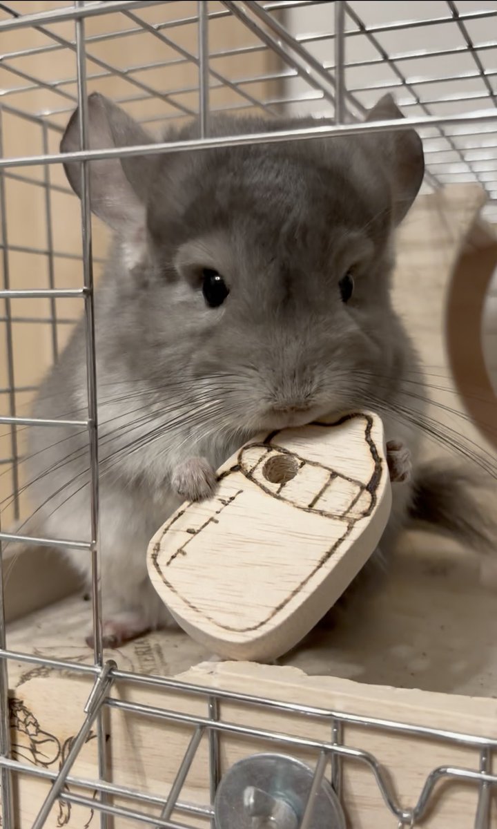 nona_lenooon's tweet photo. 童顔な3才児(ˊ⸝⸝o̴̶̷  ̫ o̴̶̷⸝⸝ˋ)

#チンチラ #chinchilla #龍猫 https://t.co/xlKUAi4191