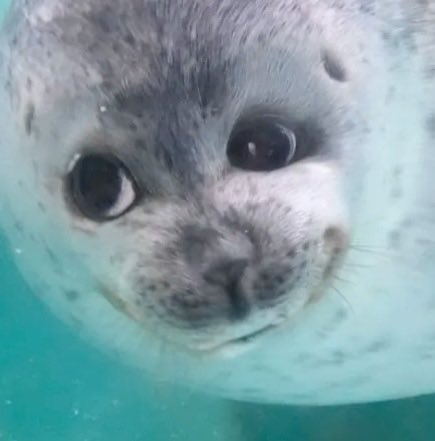 onlinehaunt's tweet photo. @_sleepyg0re SMILES SO BIG PLS TAG ME IF U DO…I need to see it with my eyeballs.. https://t.co/jBohg64qFO