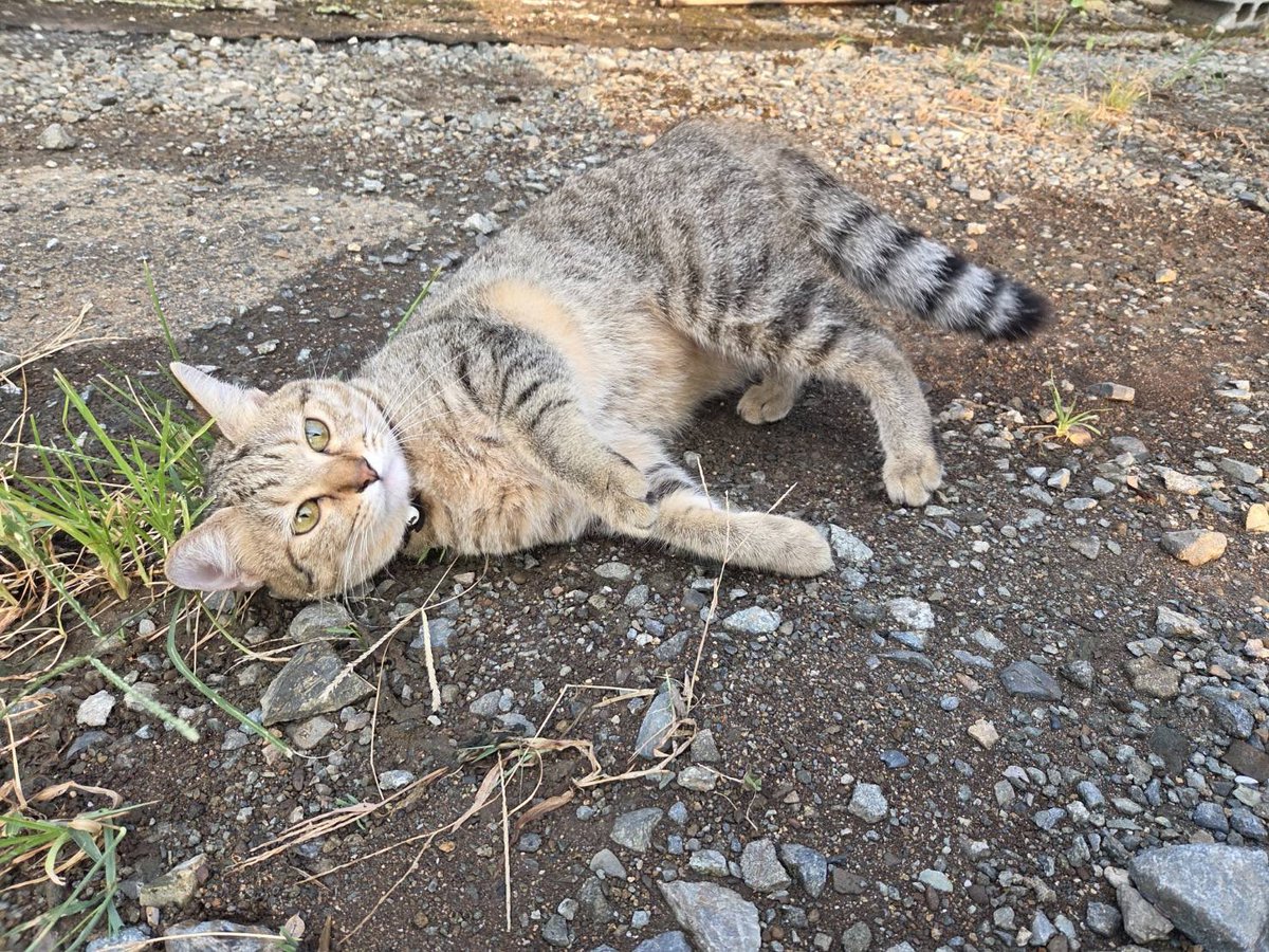 ____Usa's tweet photo. 【猫を保護しました。飼い主さんを探しています📣】

首輪付きで、人馴れしている猫を保護しました。
地元の方のお話では、7月28日の地震後に現れたそうです。

飼い猫の可能性が高いため、現在保護しています。

保護場所
熊本県八代郡氷川町大野

保護日
8月9日(姿を現したのは、7月28日以降)

⚫︎キジトラ(明るい茶色混じり)
⚫︎女の子
⚫︎ピンク色の鈴付き首輪
⚫︎とても人馴れしています。

この子について、なにか情報をお持ちでしたら、記載の連絡先までお知らせください。

team.unyan@gmail.com

090-6506-3008(代表うさ・緊急)

拡散・情報提供のご協力をよろしくお願いいたします。

チームーうーにゃんスタッフより。

#熊本地震
#ペット捜索
#保護しました
#迷子犬
#迷子猫