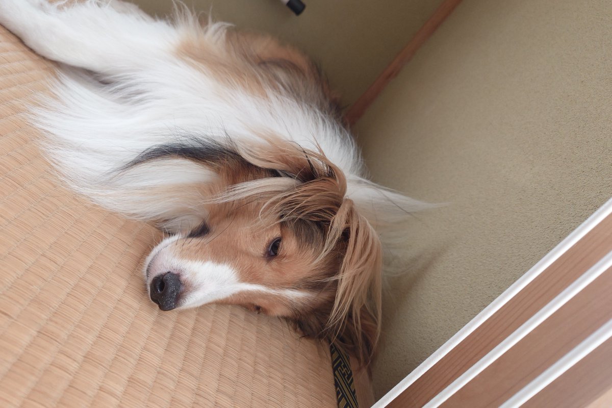 monjro's tweet photo. 夏休みのハピ太郎🐶
シャギーレイヤー髪を前に持ってきた平成ギャル男みたいだね https://t.co/m7mk1mC48q