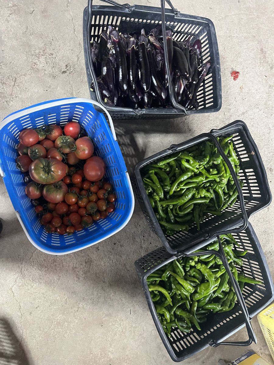 やさいとにく 久しぶりに野菜採った