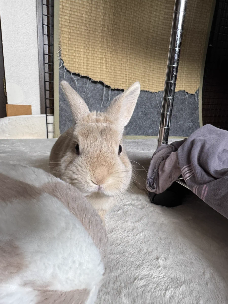 うさぎ on X: 