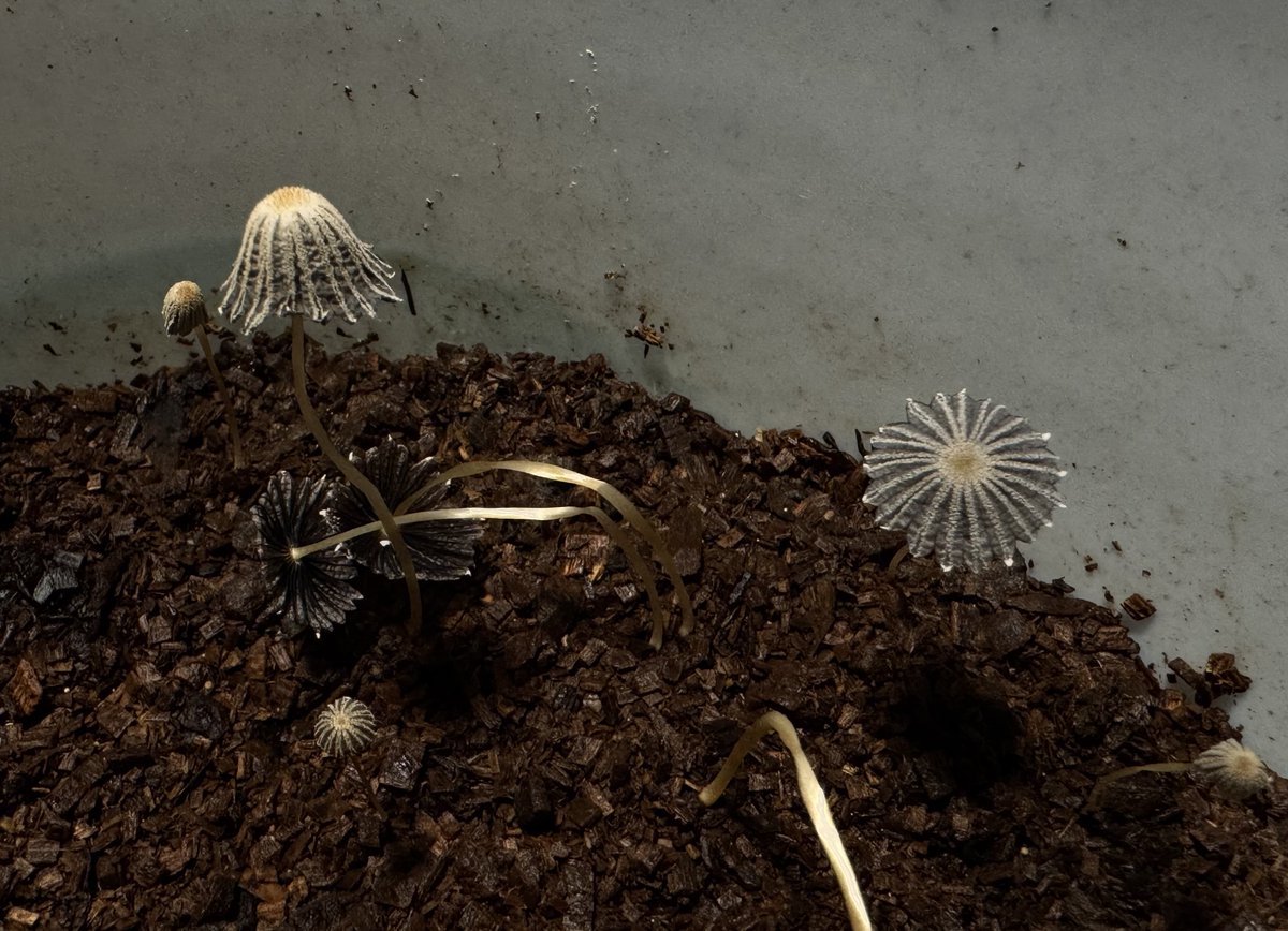 Insect_loves_'s tweet photo. 一晩経たない内にこの成長具合。
さすがキノコ https://t.co/YmypgX3pfJ