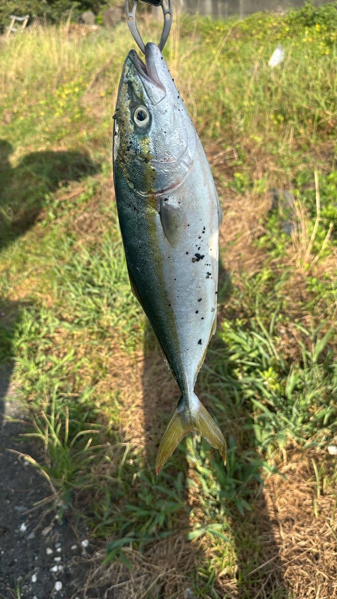 Onji4649's tweet photo. 神奈川県に引っ越して
イナダ釣りましたー！
ナブラ凄かった！ https://t.co/nq8dvb9fah