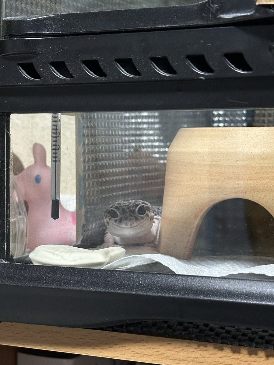 Aki80SX's tweet photo. 部屋んぽから戻されて不服そうな蓬と次は僕かと期待する水無月🦎🦎

拒食の蓬はニンゲンが別に用意するご飯なら少しずつ食べて、💩は水無月より綺麗で立派なものをキチンとするんですよね…。

#ヒョウモントカゲモドキ
#レオパ
#スーパーマックスノー https://t.co/yLCiv0QjPq