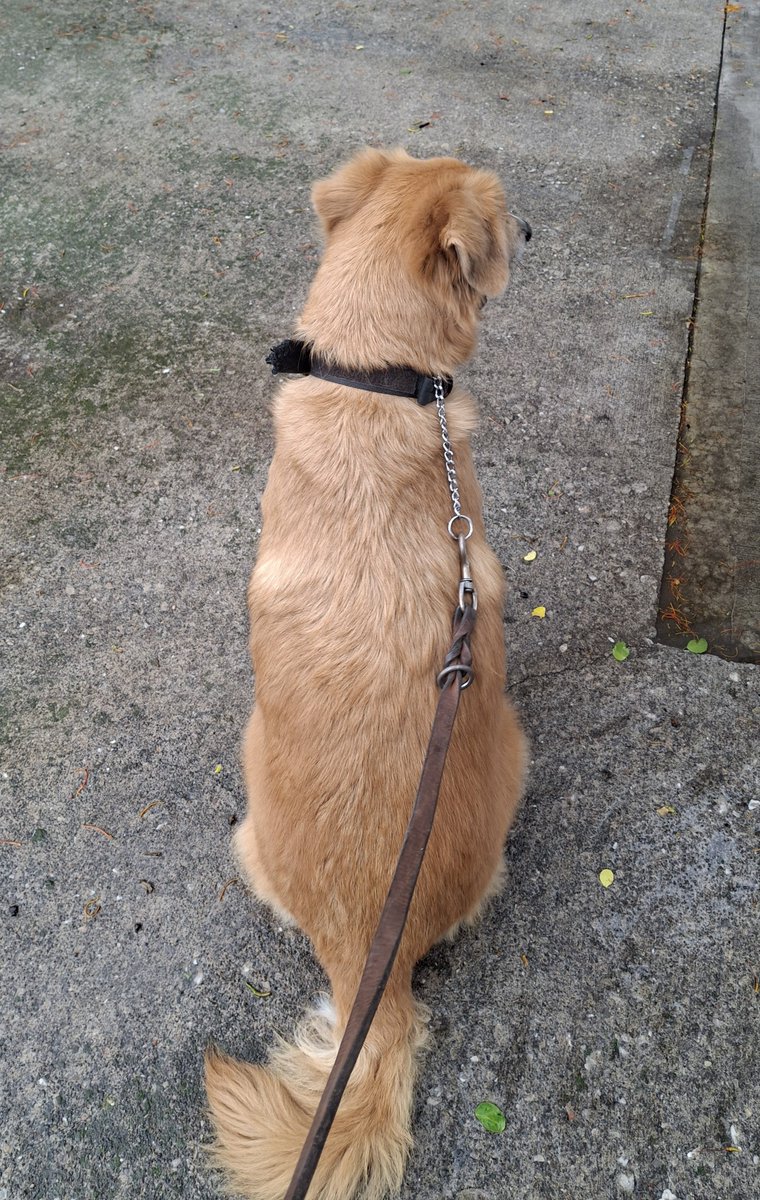 Nyu_umi's tweet photo. Hola! 
Al fin pudimos ir al vet.😊 
Nos tocó sol, lluvia y mucho calor pero ya estamos vacunados! Gracias a Edgar por pagar nuestras vacunas, mandarnos croquetitas y también a las personas que se sumaron porque acompletamos para el transporte🐾💗 
Aún hay una deuda pendiente de https://t.co/ElhKYEIVTG