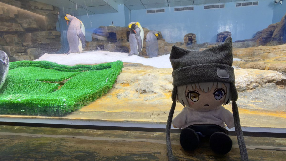 Genzai_Shiro's tweet photo. Tomorin！
應該沒有認錯隻
這麼久才來看已經長大了
還有單手撐的海獅？🦭 https://t.co/g8m7YB1PVL