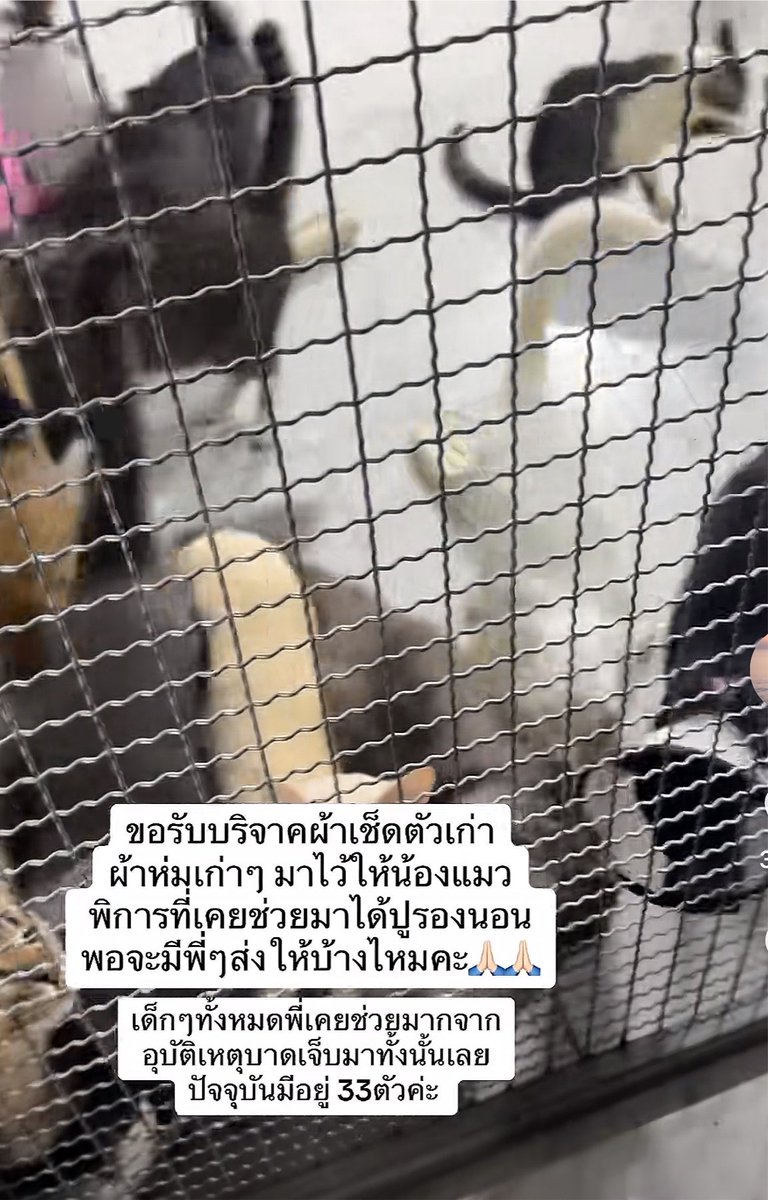 LOLIBLUE__MM's tweet photo. ขอรับบริจาคผ้าเช็ดตัวเก่า ผ้าห่มเก่า ที่ไม่ใช้แล้ว มาไว้ให้น้องแมว���ิการลองนอนคั้บ น้อนมีกันอยู่ 33 ตัว ป่วยทุกตัวเลย ขาดแคลนผ้าห่ม 🥹🥹 
สามารถ บริจาคไปที่นี่ได้เลยน้าา 👇🏻👇🏻 

บ้านแมวบราวนี่ 312/515 ม.5 หมู่บ้านไร้ค้ำคูญ ซอย 2 ต. เขาไม้แก้ว อ.บางละมุง จ.ชลบุรี 20150   0617737451 
ใครมีผ้าเก่าๆเหลือทำบุญกันคั้บเพื่อนๆ 🥹🙏🏻✨