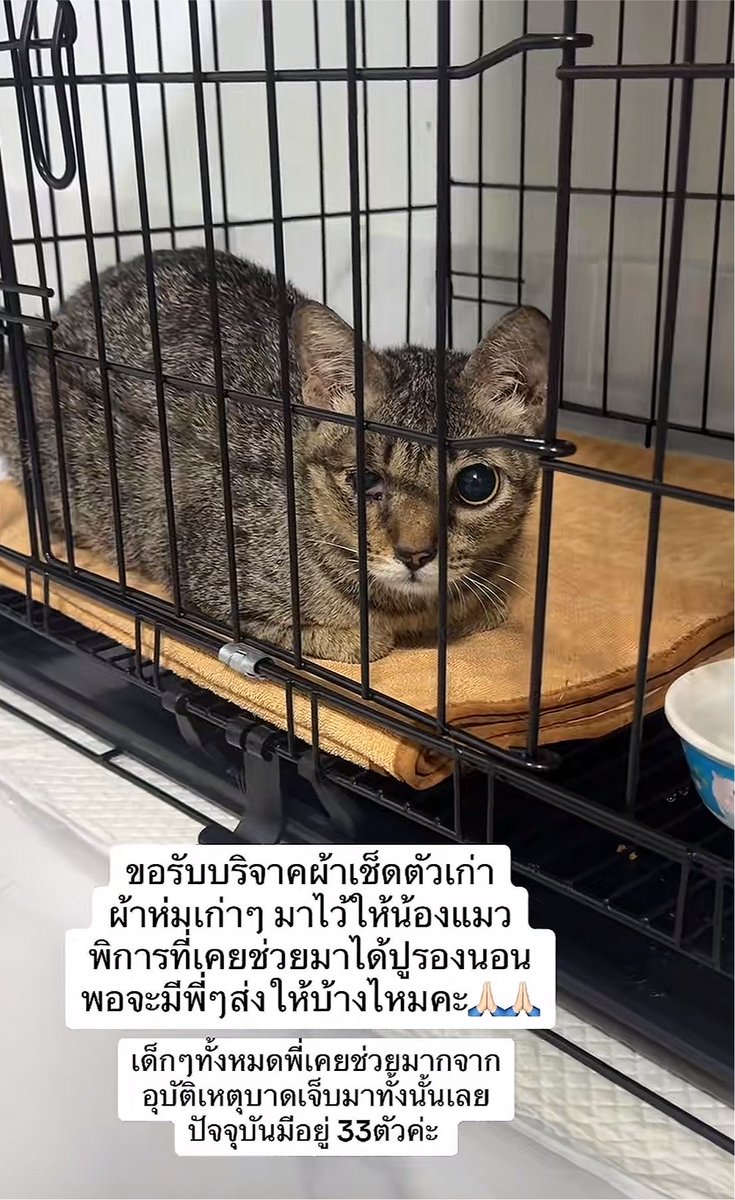 LOLIBLUE__MM's tweet photo. ขอรับบริจาคผ้าเช็ดตัวเก่า ผ้าห่มเก่า ที่ไม่ใช้แล้ว มาไว้ให้น้องแมว���ิการลองนอนคั้บ น้อนมีกันอยู่ 33 ตัว ป่วยทุกตัวเลย ขาดแคลนผ้าห่ม 🥹🥹 
สามารถ บริจาคไปที่นี่ได้เลยน้าา 👇🏻👇🏻 

บ้านแมวบราวนี่ 312/515 ม.5 หมู่บ้านไร้ค้ำคูญ ซอย 2 ต. เขาไม้แก้ว อ.บางละมุง จ.ชลบุรี 20150   0617737451 
ใครมีผ้าเก่าๆเหลือทำบุญกันคั้บเพื่อนๆ 🥹🙏🏻✨