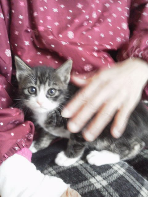 jaco10_mong's tweet photo. 子猫時代の🍁の写真を新たに発掘 https://t.co/OvSeGNpCJW