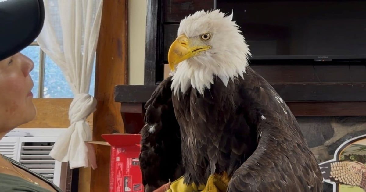 CP24's tweet photo. Jackie, the California bald eagle who became an internet sensation, dies after illness https://t.co/TOwQJfudHN https://t.co/7j7G7f1jpj