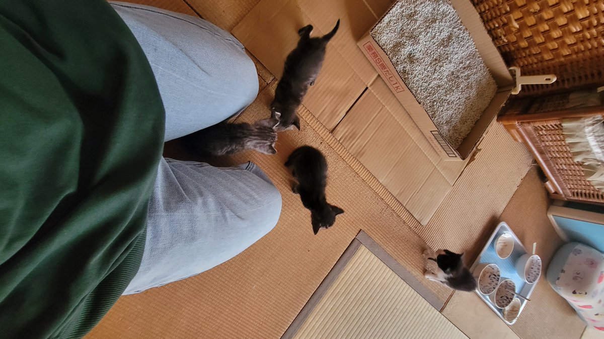 KaryokuTyudoku's tweet photo. ねこちぃ https://t.co/QtE92vWlNJ