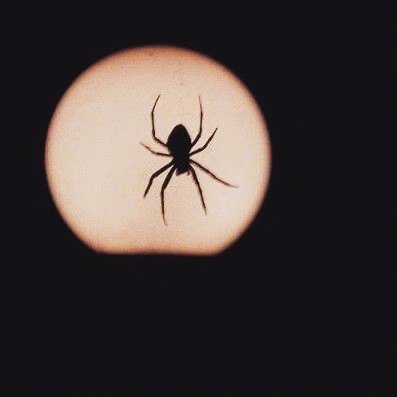 spdersilk's tweet photo. ㅤ
      🕸️• 𝙬𝙝𝙖𝙩 𝙖𝙢 𝙄 𝙙𝙤𝙞𝙣𝙜 𝙬𝙞𝙩𝙝 𝙢𝙮 𝙡𝙞𝙛𝙚.ᐣ
ㅤ https://t.co/CjIJx7ii8H