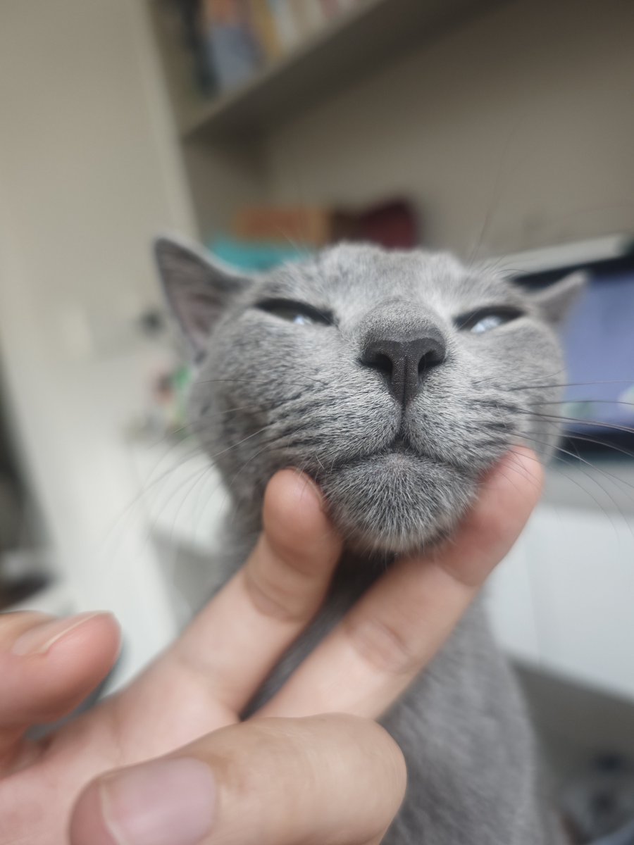 KWOKK6's tweet photo. 猫咪mimi https://t.co/sgFwsonJLZ
