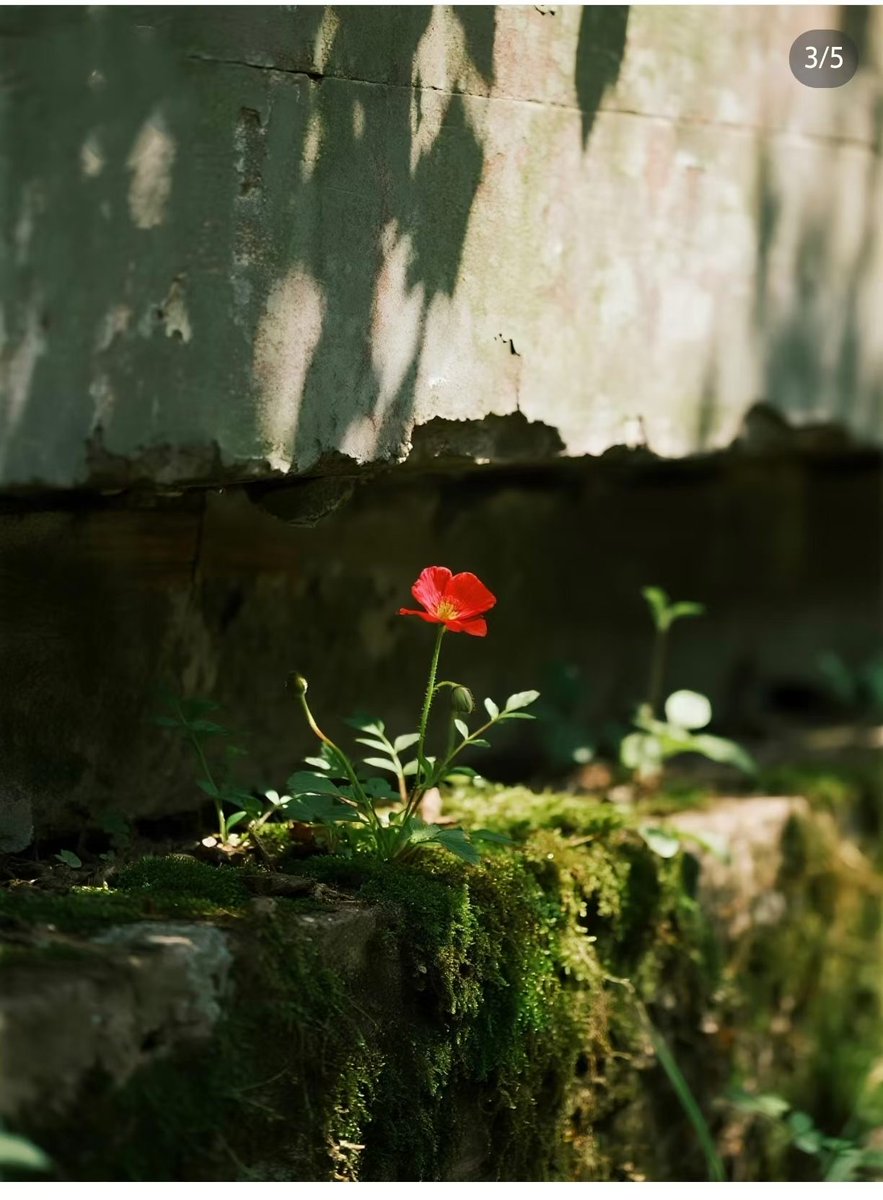 Amanda_xxll's tweet photo. No audience, still blooms with all its heart. https://t.co/B6tR9iZmMq