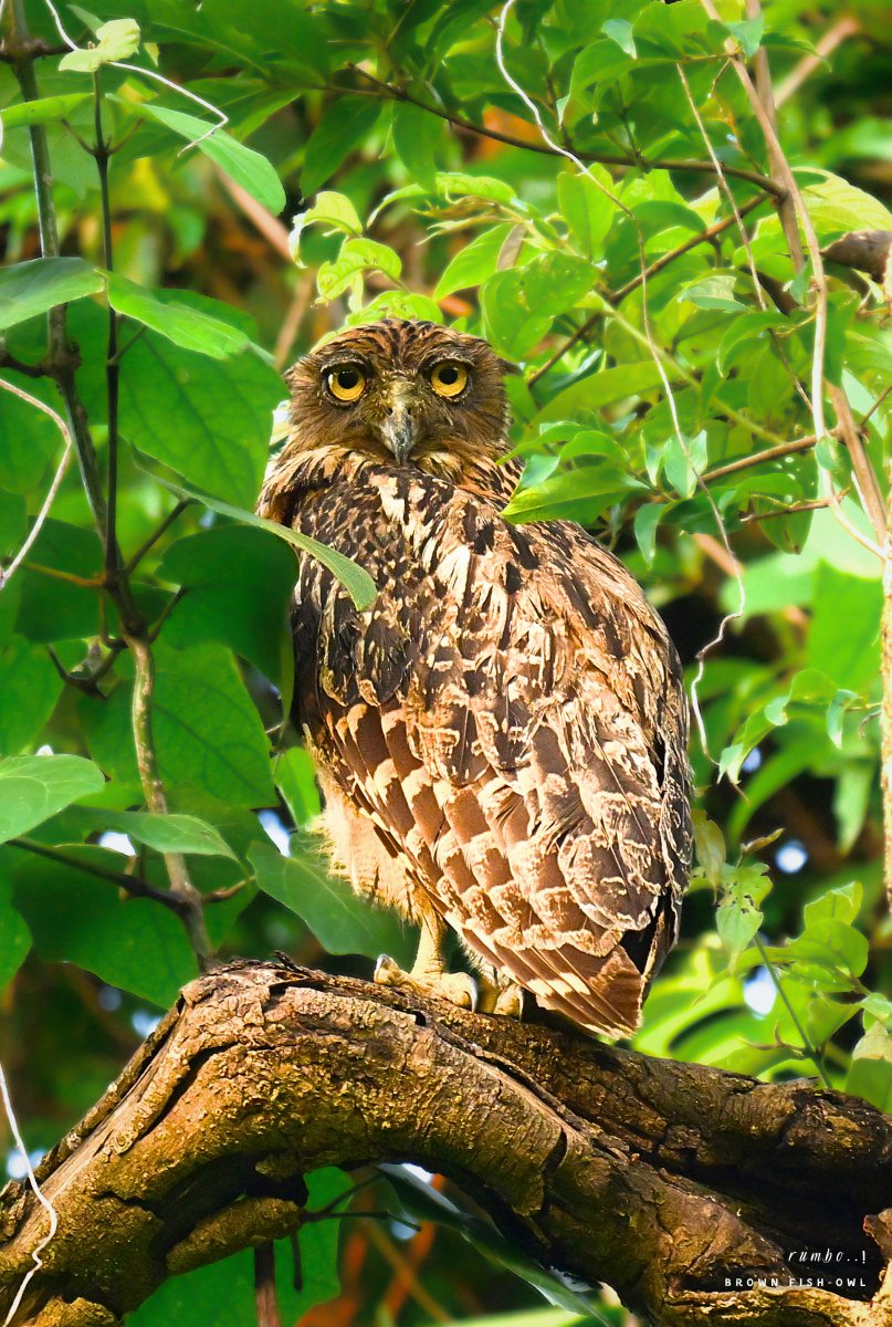 rrRumbo's tweet photo. Camouflaged...!

Brown Fish Owl

#NotMadeWithAI
#loadin4K
@Team_eBird @IndiAves @Theme_pic_India @BNHSIndia @BirdWatchDaily @WildlifeMag @Natures_Voice @wildlifeInd @bbcwildlifemag @NatGeoIndia @ThePhotoHour @NikonIndia @indian_pitta @AudubonSociety @NatGeo @birdsoftheworld @passivelyactive @NatureIn_Focus @WeNaturalists @WM_POTD @pnkjshm @moefcc 
 
 #BirdsSeenIn2026 #BirdTwitter #IndiAves  #Birb #ThePhotoHour #birds #birding #Nikon  #FeatheredFriends #IndianBirds #BirdsOfIndia #Birds_Captures #WildlifePhotography #BirdPhotography #ThePhotoHour #BBCWildlifePOTD #BirdTwitter #FeatheredFriends #BirdsOfIndia #IndianBirds #WildIndia #BirdingIndia #NatureInIndia
