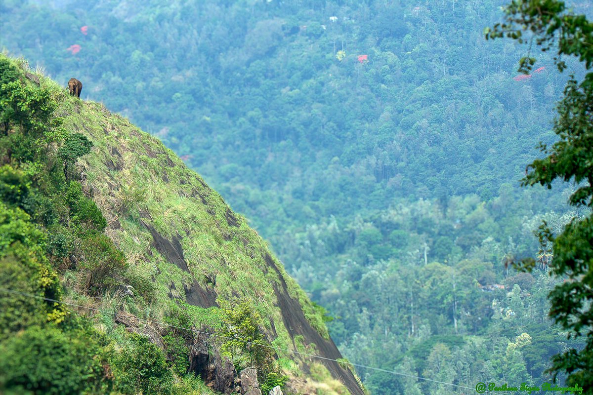 supriyasahuias's tweet photo. Look closely, there is an elephant on that steep hill. Many people imagine elephants as animals of the plains. But the truth is far more fascinating. Asian elephants are remarkably sure-footed and can negotiate surprisingly steep hills and rocky slopes.

This photograph captures an elephant making its way across a steep hillside in the Nilgiris. And now, researchers have documented wild elephants in Arunachal Pradesh at an astonishing 3,266 metres above sea level, the highest elevation ever recorded for Asian elephants. This remarkable discovery reveals the extraordinary adaptability of these gentle giants and challenges one of the most enduring assumptions about them.

What a fascinating fact to learn on the eve of #WorldElephantDay2026, celebrated on 12 August!
#WorldElephantDay #Elephants
📸 Credits: Chandrasekar Das