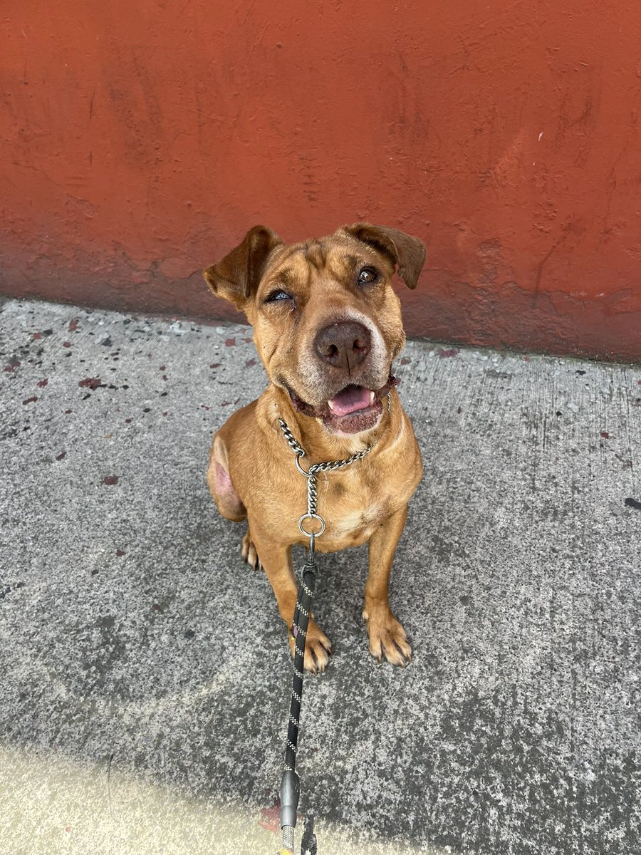 HELA_MORE's tweet photo. ¡Hola! Soy Rufina, una perrita rescatada con muchísimas ganas de encontrar un hogar y una familia. 🤎

Mi vida transcurrió en la calle. Nací y crecí entre el hambre, los malos tratos y muchas cosas muy feas.

Por suerte, un día me rescataron. Me curaron, me dieron una segunda oportunidad y ahora solo me falta lo más importante: una familia que me ame para siempre.

Tengo 4 años, soy de talla grande, tengo mi protocolo veterinario completo y soy mix de Shar Pei.

Convivo muy bien con otros perritos y tengo una energía baja, así que soy una compañera tranquila y cariñosa.

Si crees que puedes darme la oportunidad que tanto he esperado no dudes en hacerlo,y si no puedes adoptarme, ayúdame compartiendo mi historia. Tal vez mi familia esté entre tus contactos.

📍Estoy en CDMX.